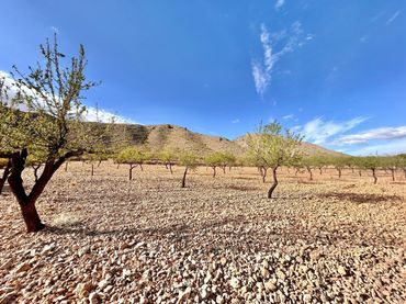 Terreno rustico in vendita a La Murada - Los Vicentes