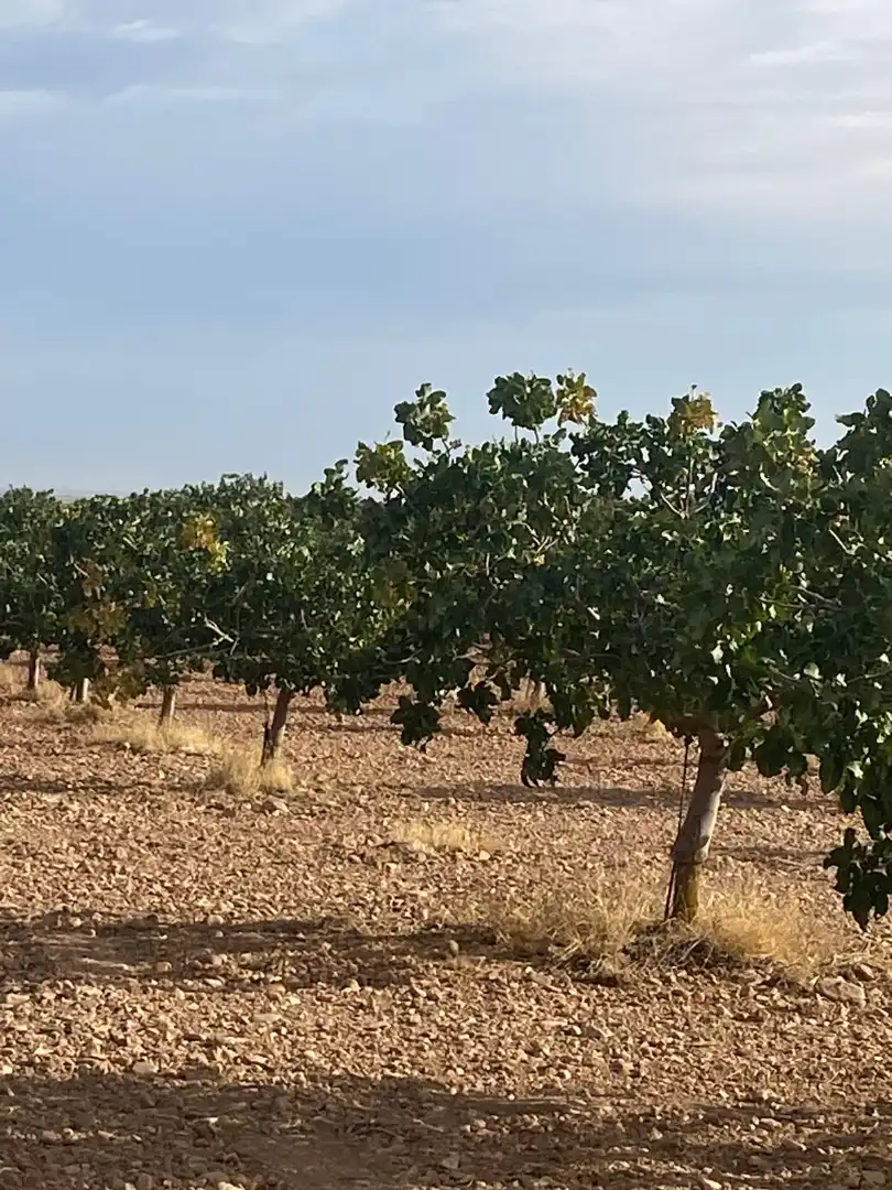 Terreno en venta en Tomelloso