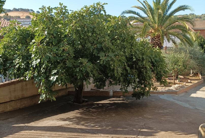 Photo 1 of House or chalet for sale in Horcajo de los Montes, Ciudad Real