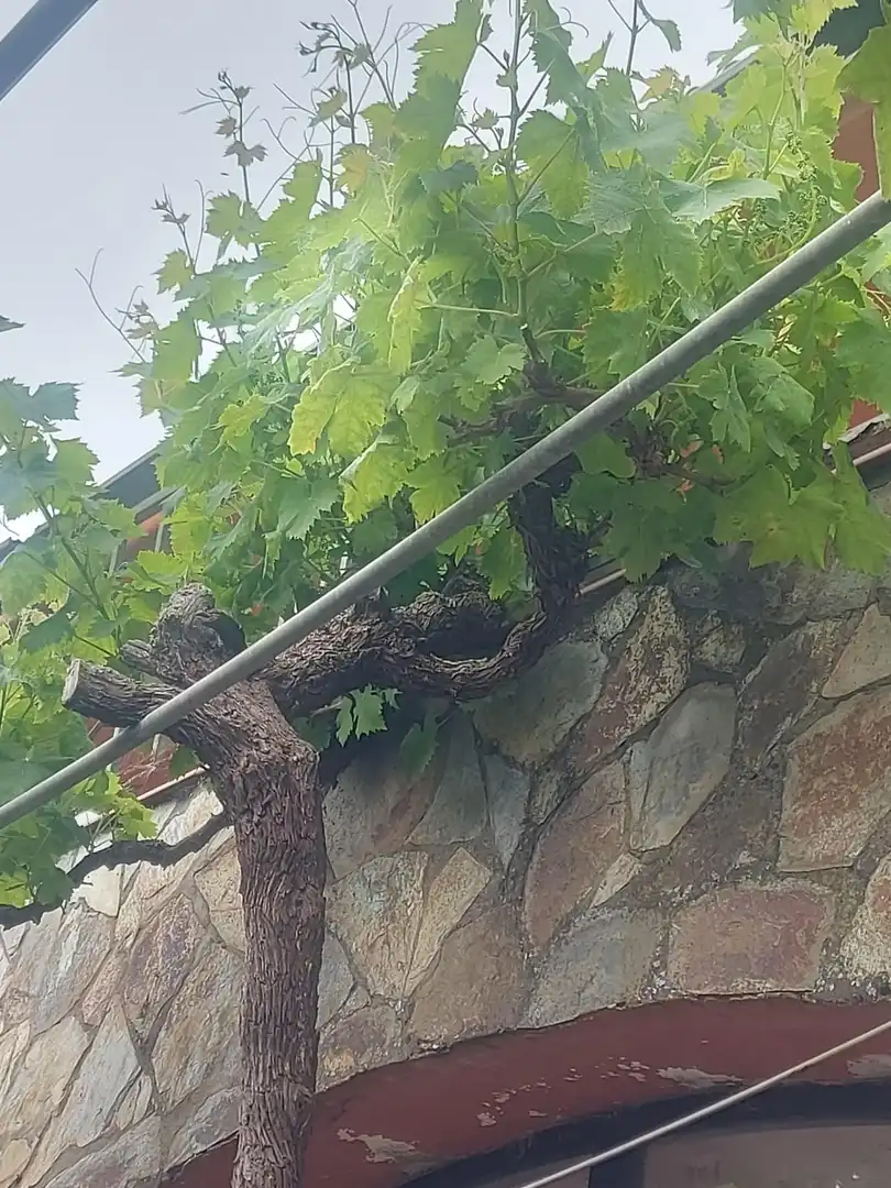 Terraza de Finca rústica en venta en El Rosario con Jardín privado, Terraza y Alarma