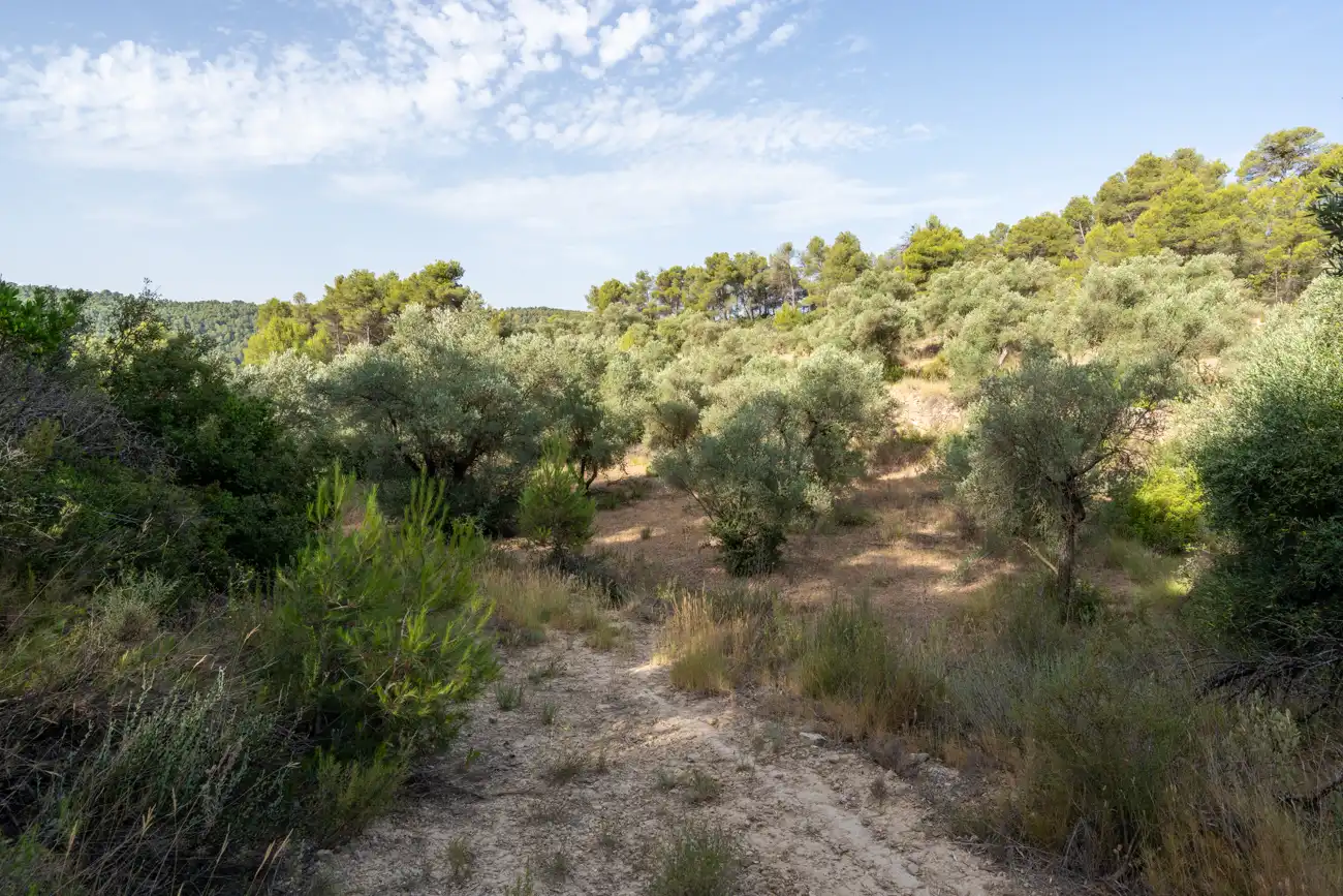 Land for sale in Caseres