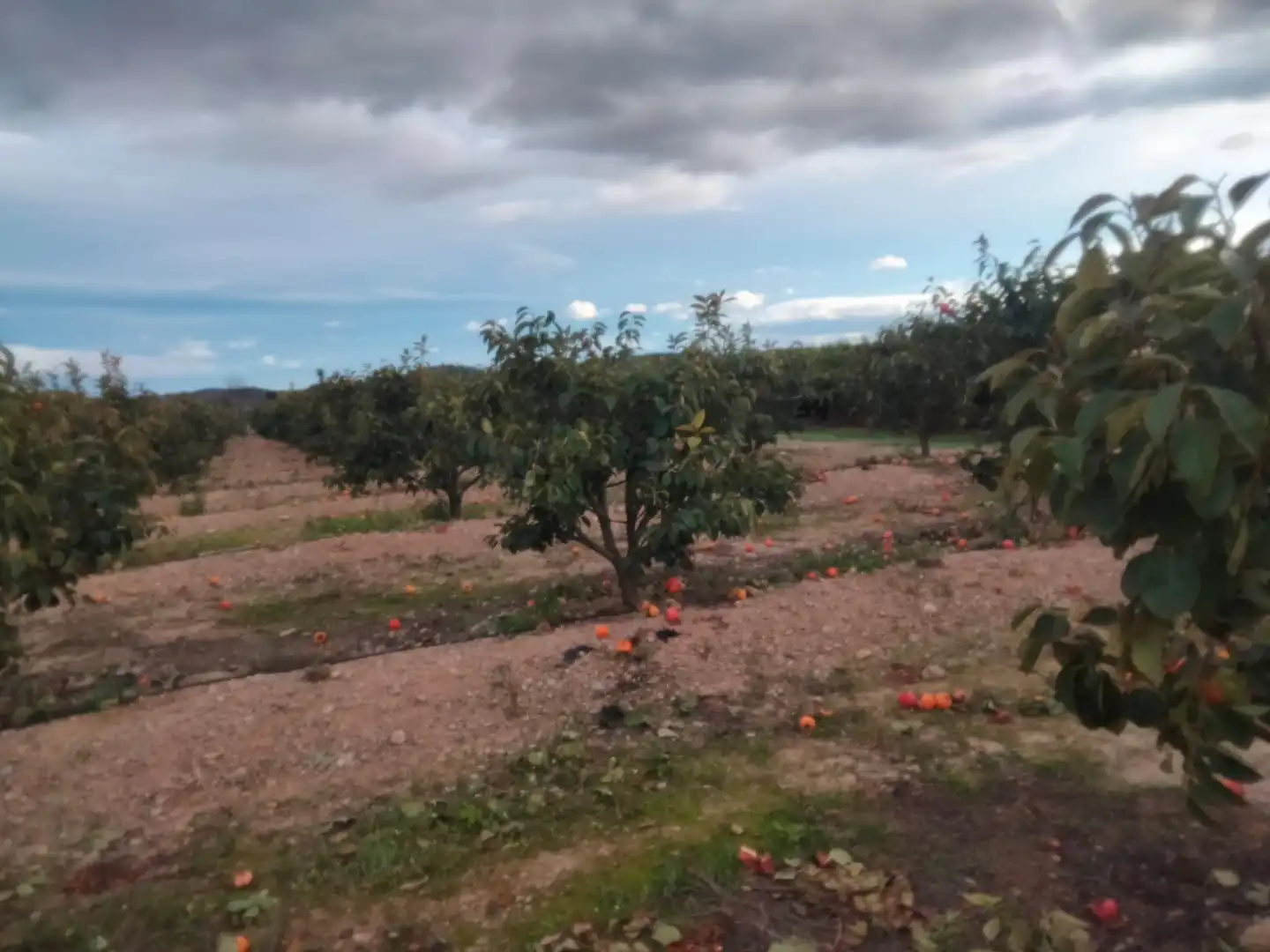 Terrain rustique à vendre à Parque de la Bombilla, imagen 3