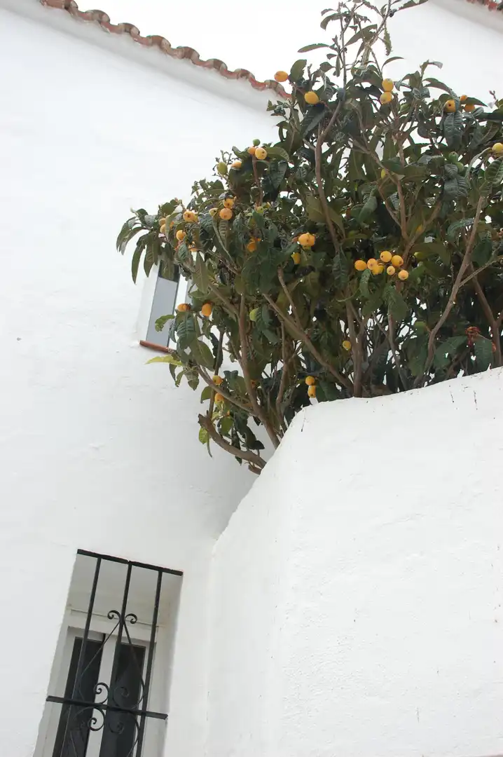 Houses for sale in Casares pueblo