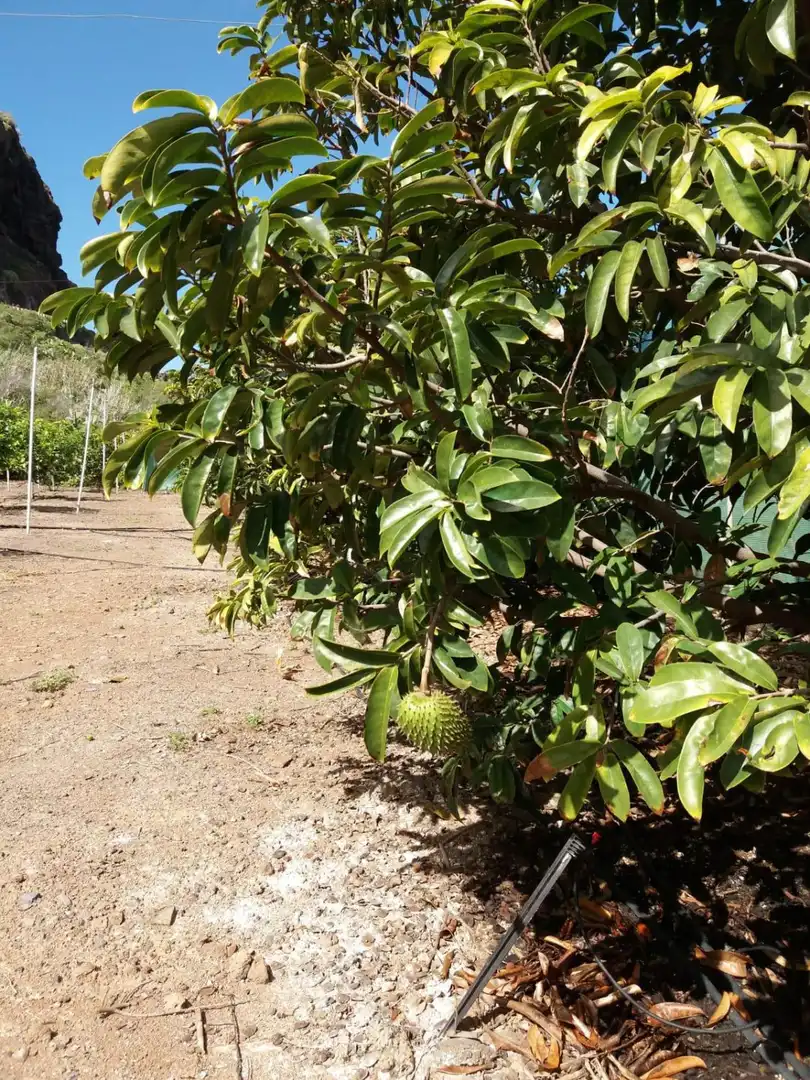 Casa rustica in vendita a Buenavista del Norte, imagen 3
