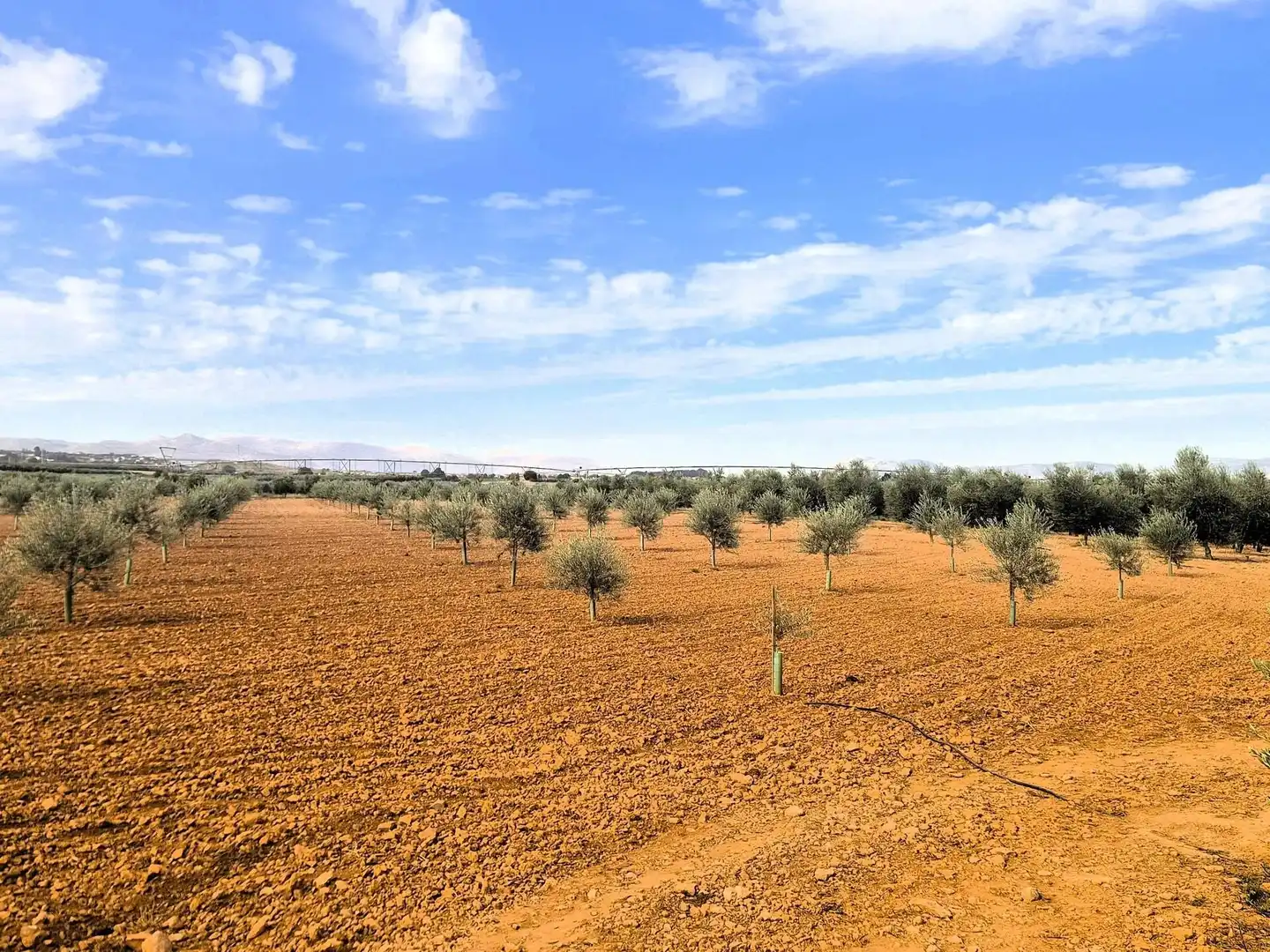 Terreny rústic en venda a Moraleda de Zafayona, imagen 8