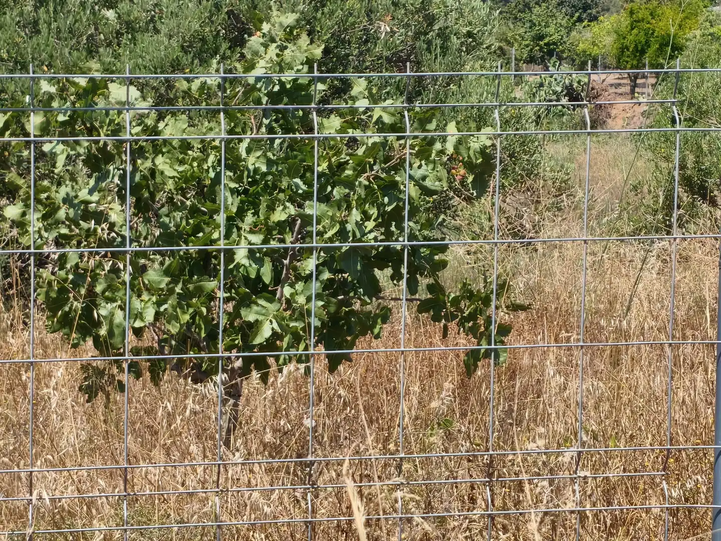 Terreno en venta en Riudecols