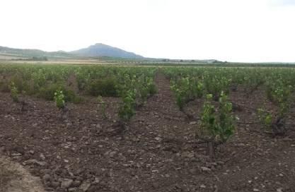 Grundstücke zum verkauf in Yecla