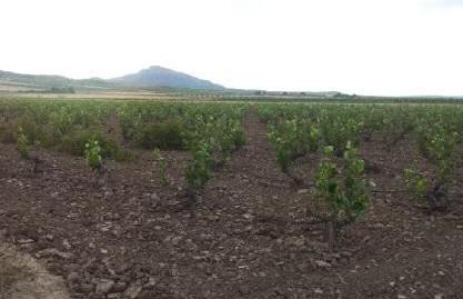 Photo 3 of Land for sale in Pulpillo - Diseminado de Campo Arriba, Yecla, Murcia