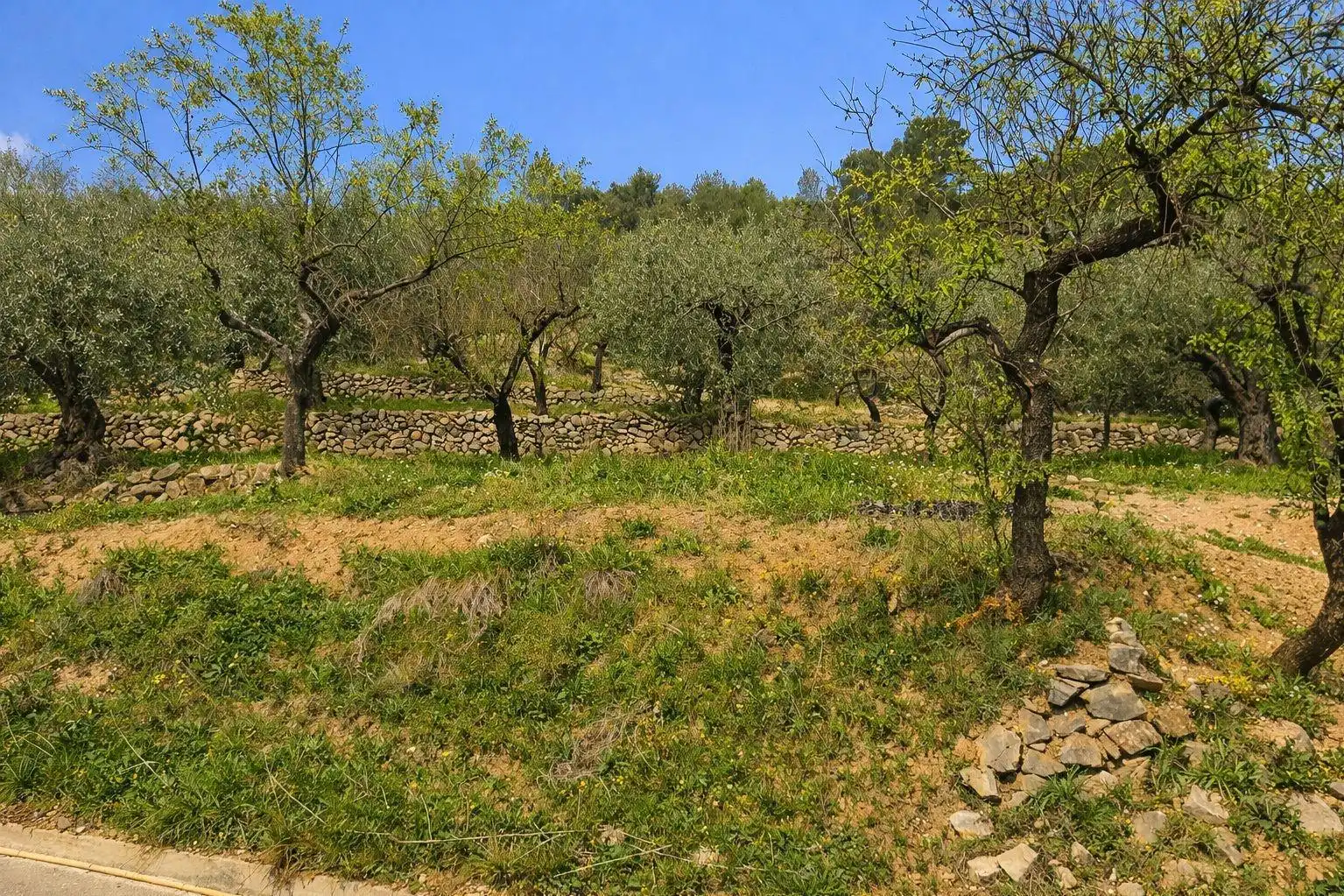 Land for sale in Castell de Castells