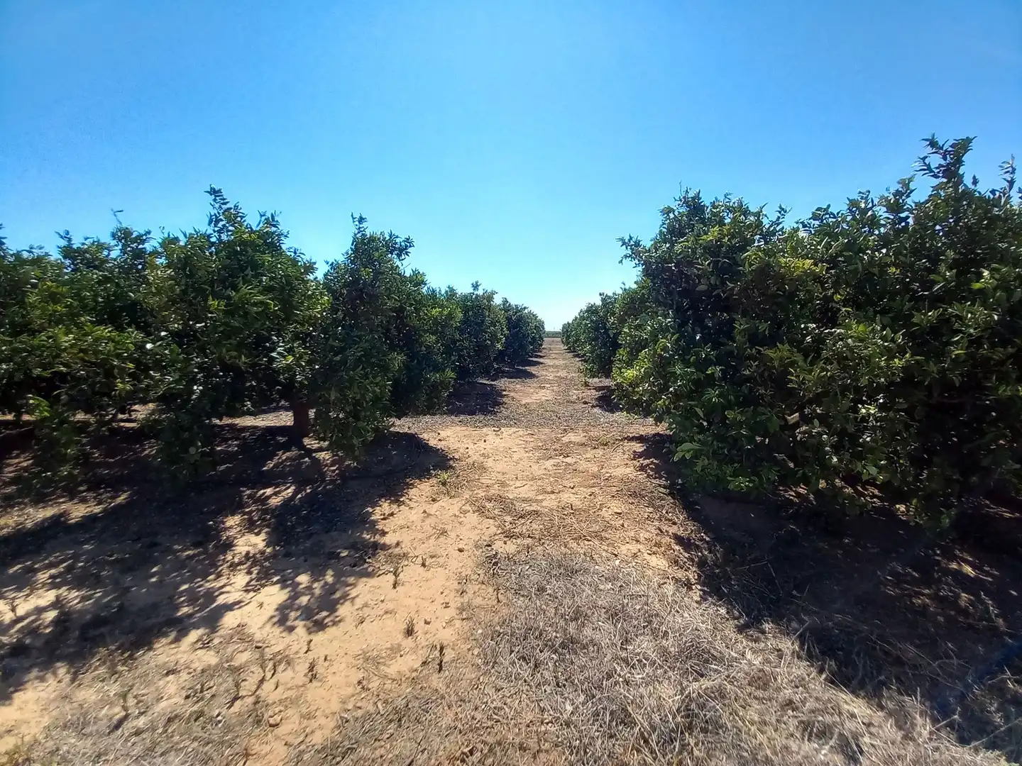 Land for sale in Vinaròs
