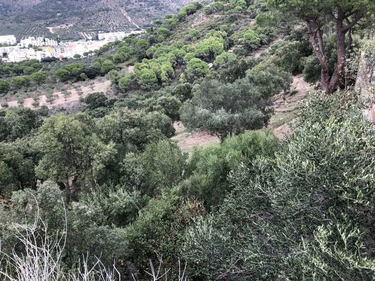 Terreno en venta en Carrer Pit?goras, Els Grecs - Mas Oliva