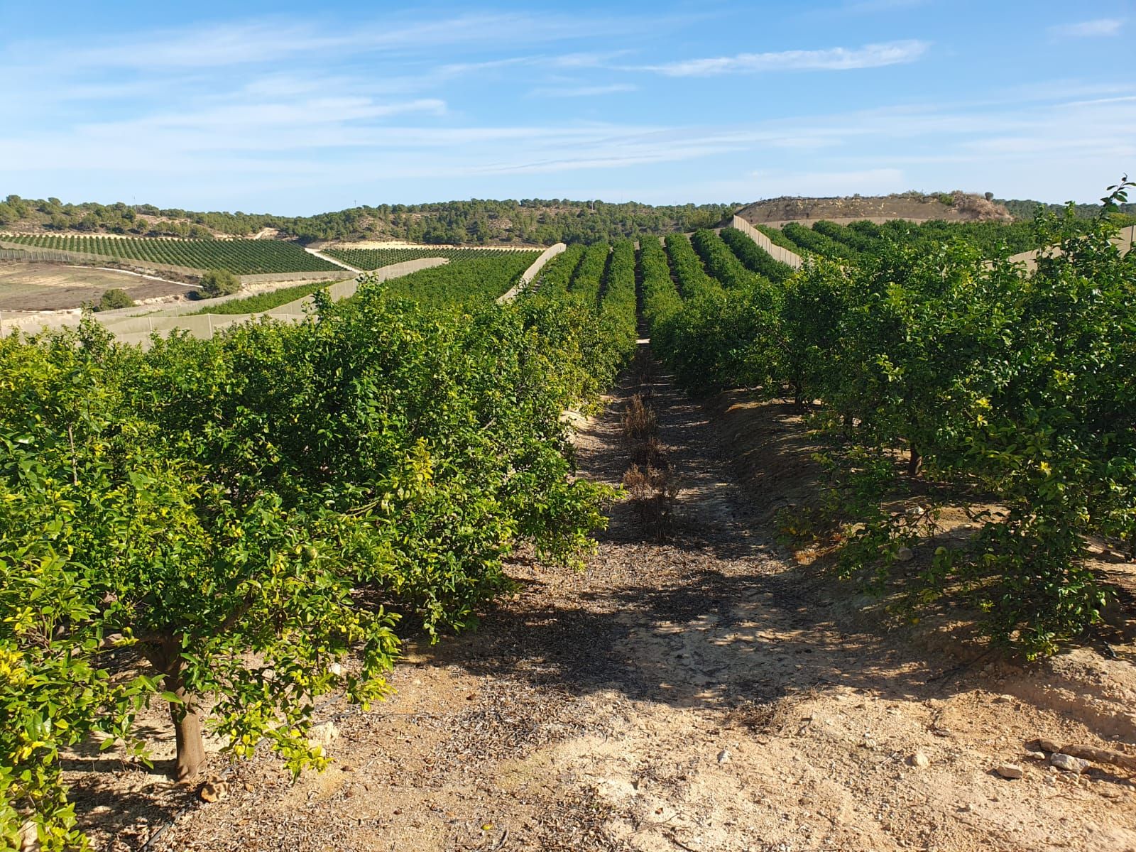 Exterior view of Land for sale in  Murcia Capital