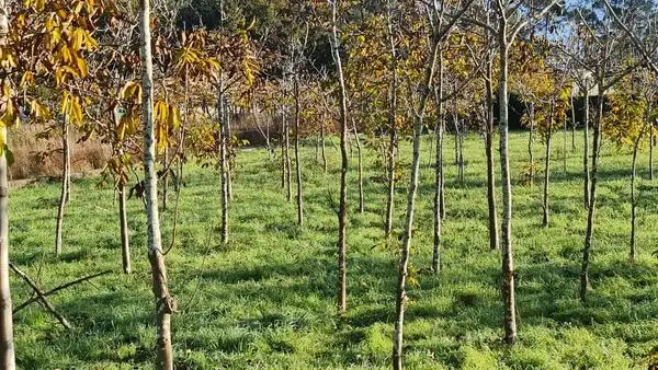 Terreno residenziale in vendita a Camiño do Matadoiro, imagen 5