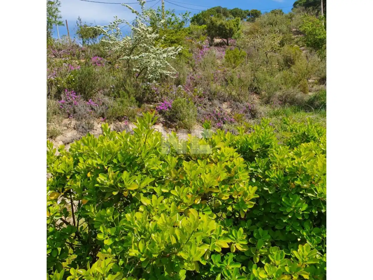 Rural land for sale in Vilanova del Vallès, imagen 11
