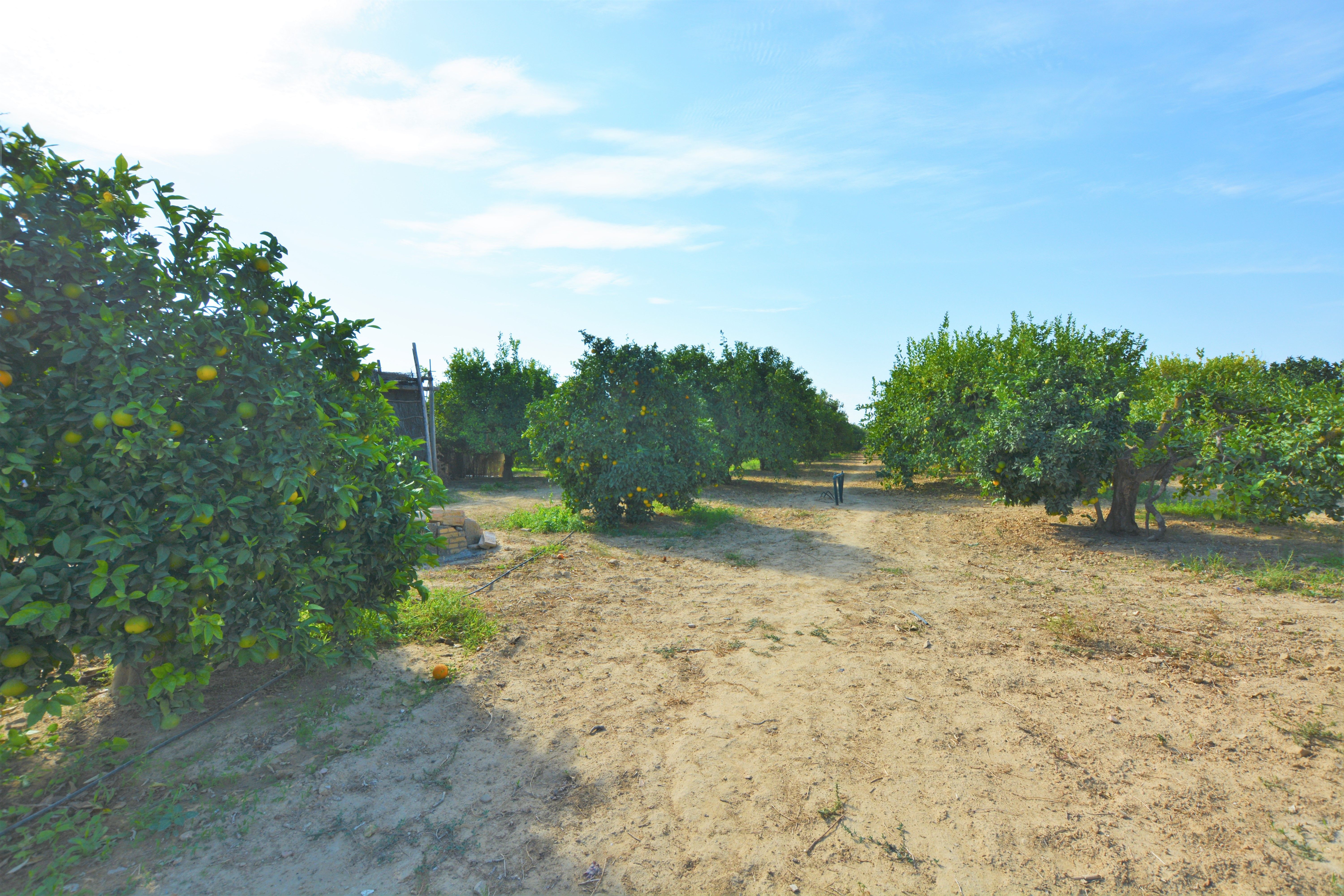 Land for sale in Villanueva del Ariscal