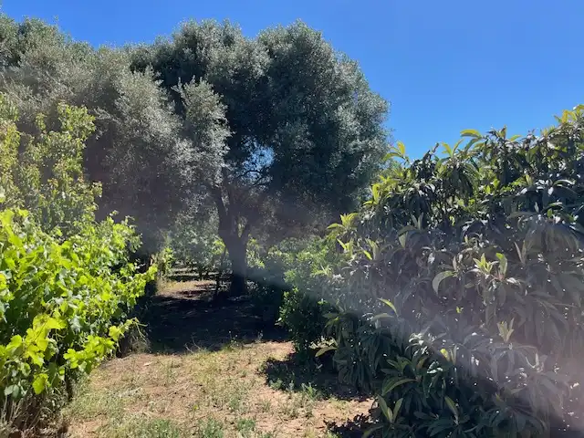 Finca rústica en venta en Vejer de la Frontera
