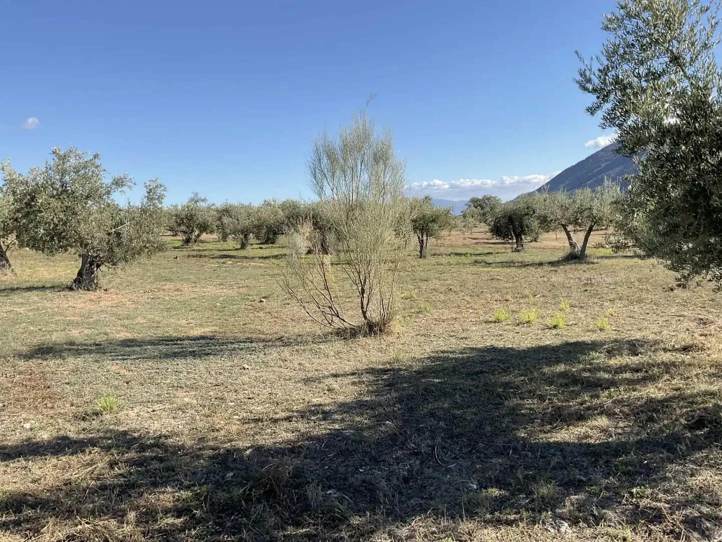 Land for sale in Padules