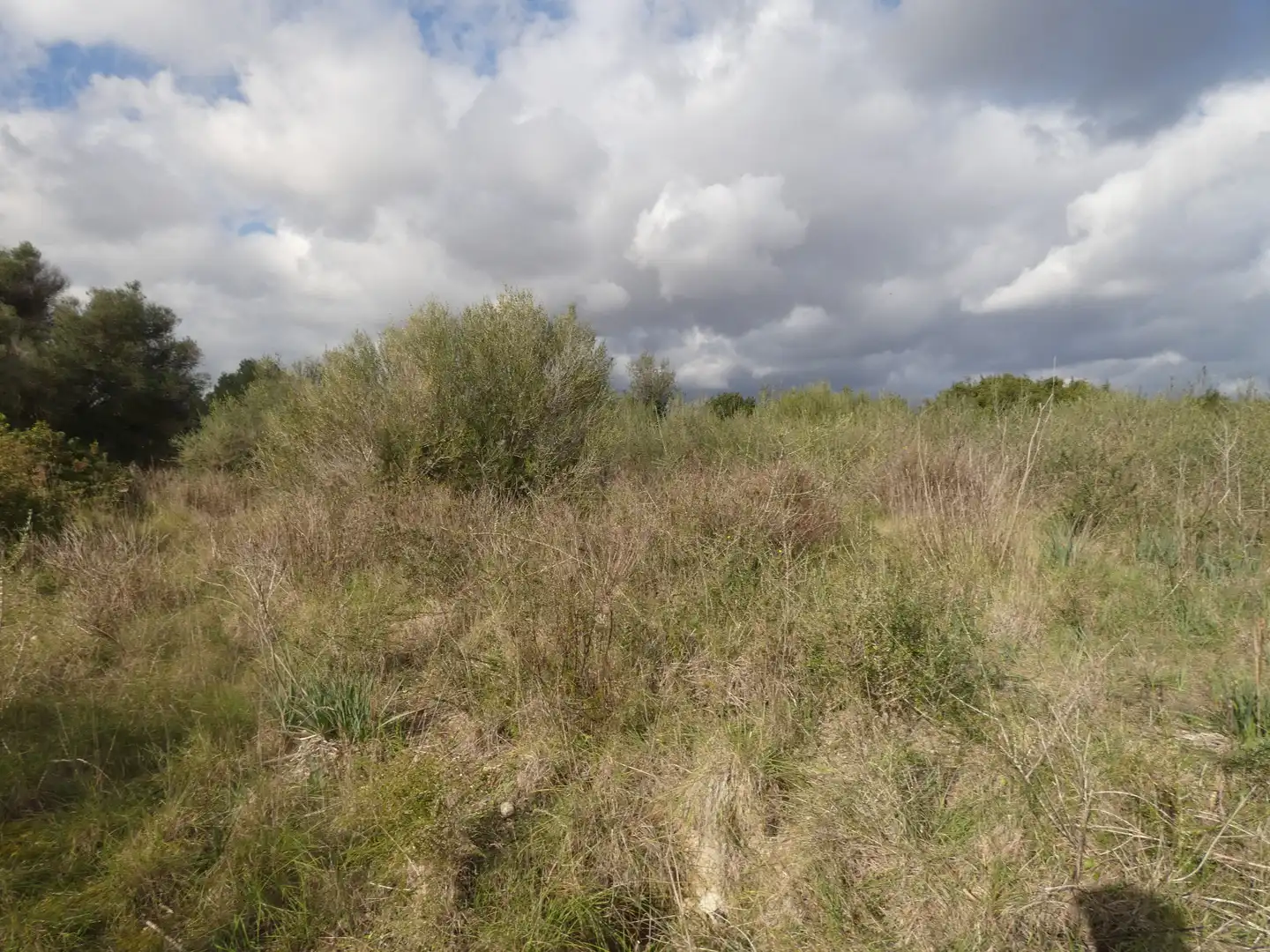 Terrain rustique à vendre à Muro, imagen 9
