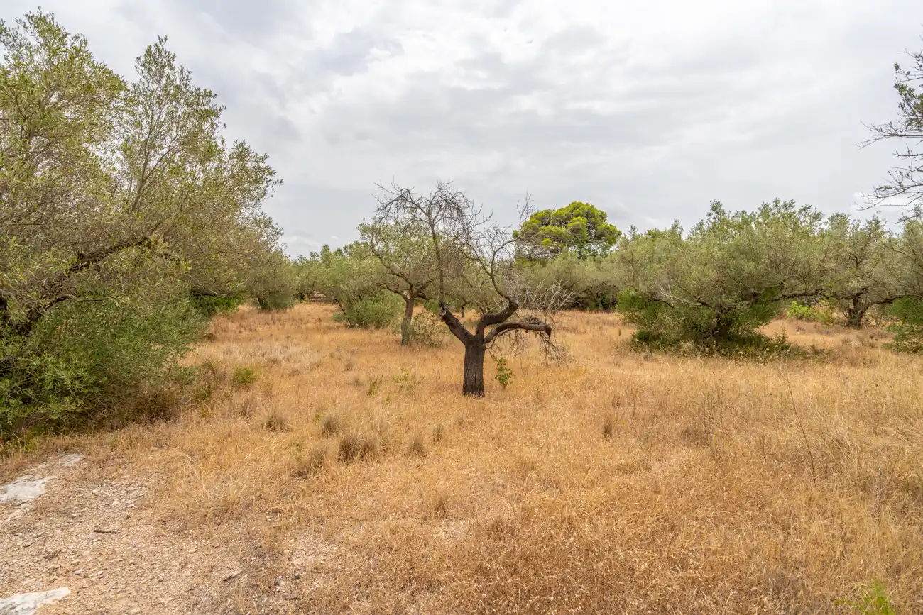 Terrain rustique à vendre à Carrer del Boix 54, imagen 10