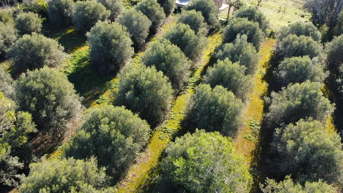 Finca rústica en venda en Valls amb Calefacció, Jardí privat i Terrassa