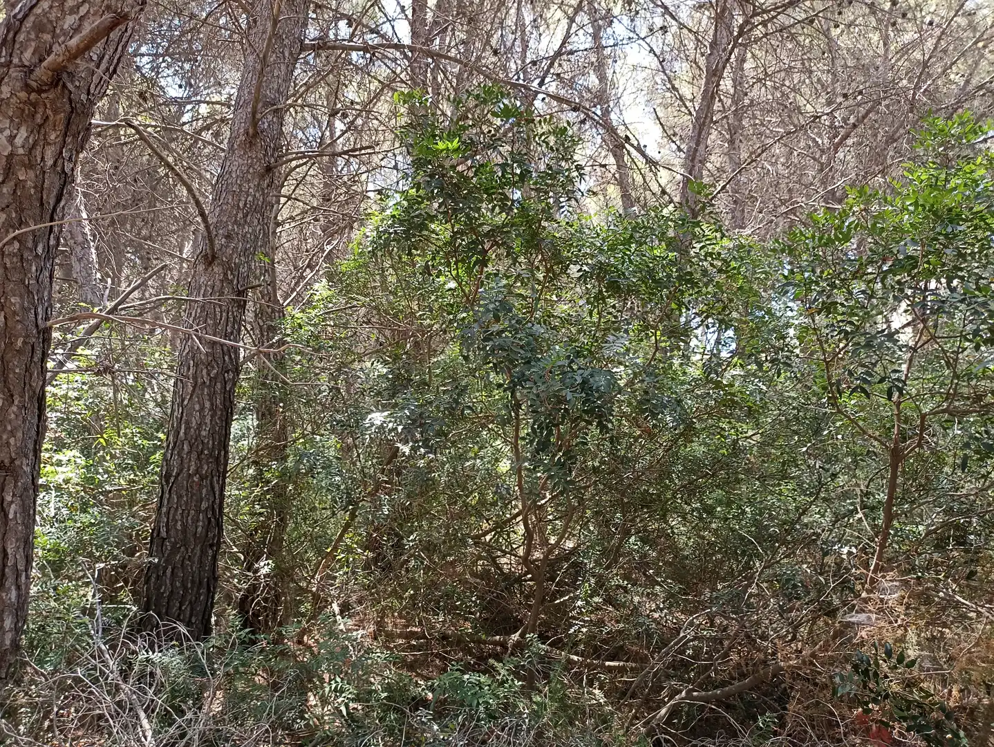 Terreno residencial en venta en Pinar del Advocat - Cometa, imagen 3
