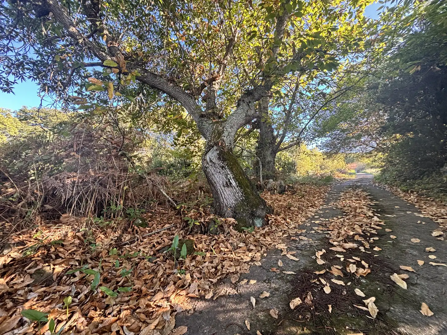 Terreno rustico in vendita a Lugar el Balayo, imagen 3