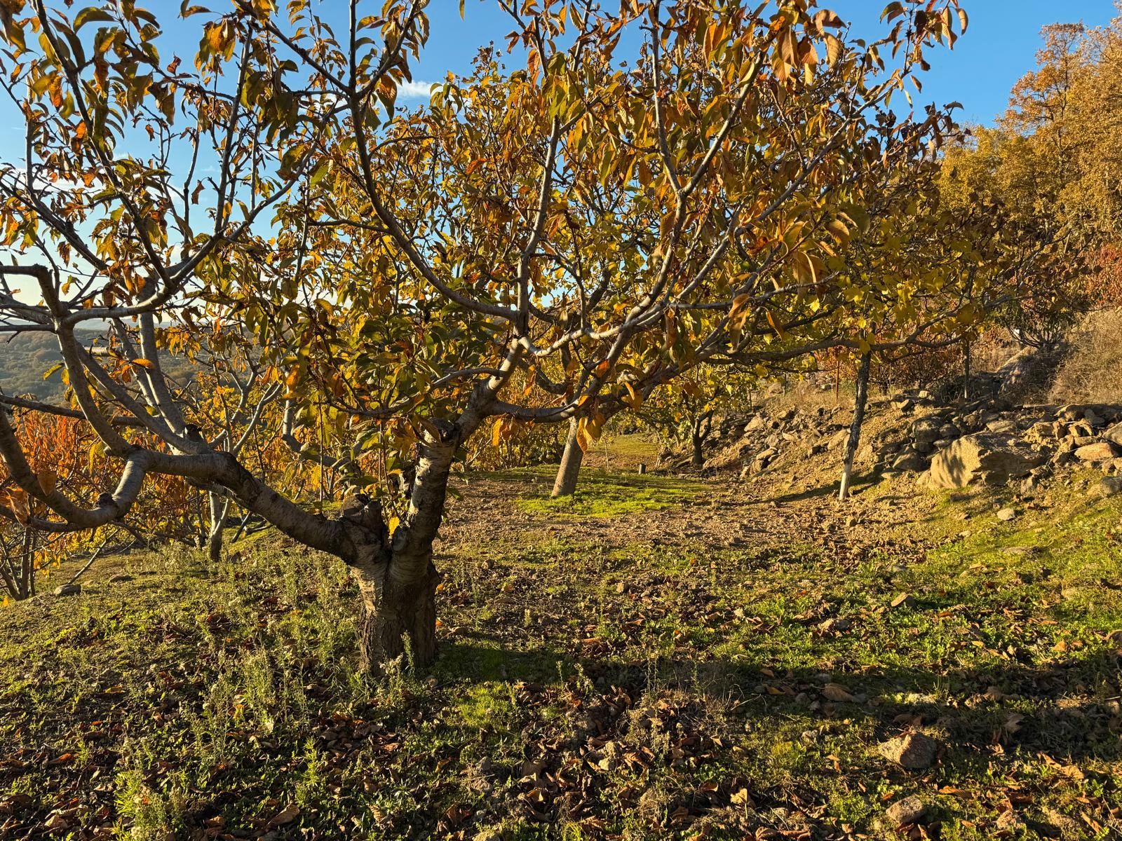 Land for sale in Arroyomolinos de la Vera