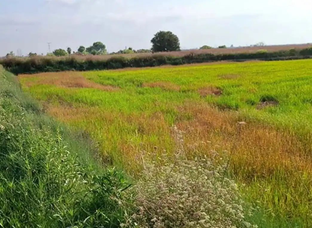 Rural land for sale in Silla