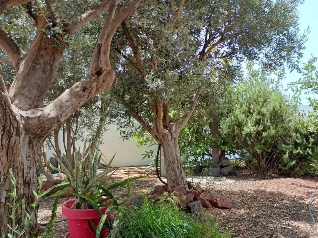 Jardí de Casa o xalet en venda en Yaiza amb Aire condicionat i Balcó