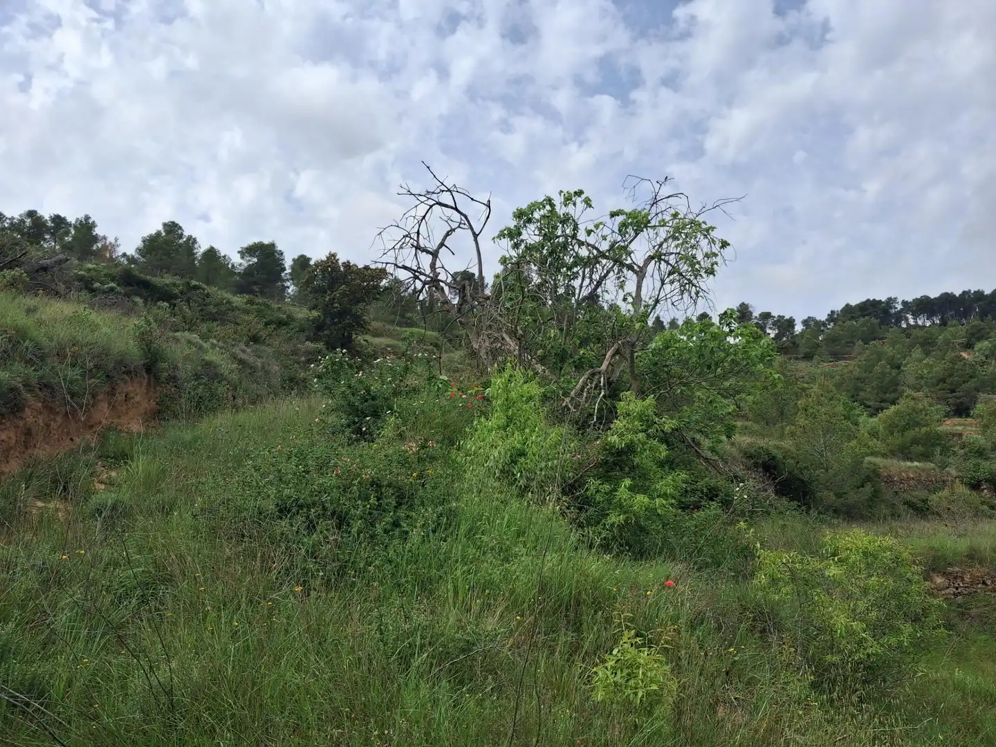 Rural land for sale in Gandesa, imagen 26