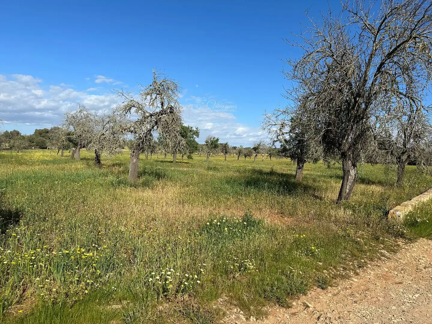 Chalet en venta en Algaida, imagen 12