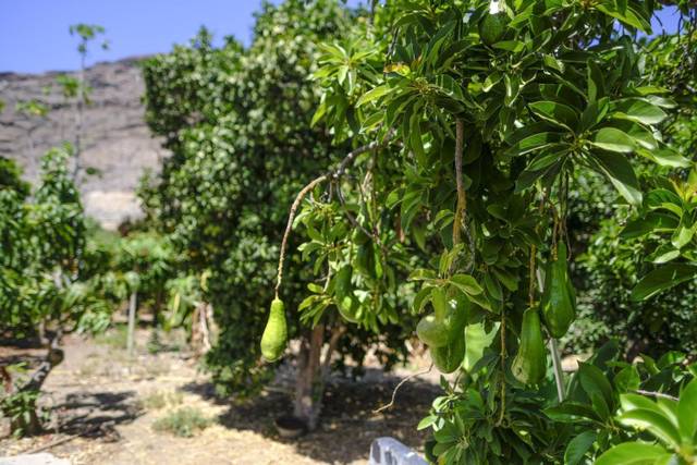 Finca rústica en Venta en SAN ENRIQUE DE GUADIARO en San Enrique - Guadiaro -  Pueblo Nuevo