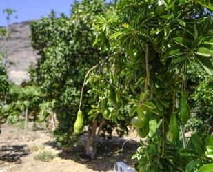 Jardí de Finca rústica en venda en Sotogrande