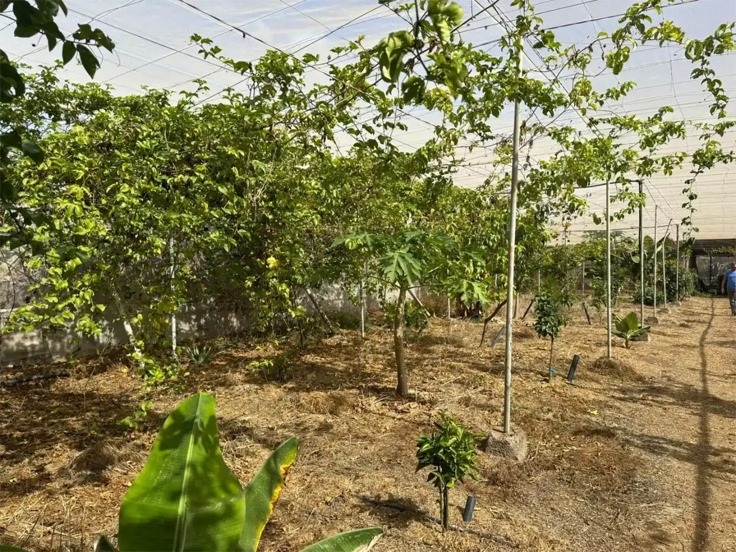 Finca rústica en venda en Guía de Isora