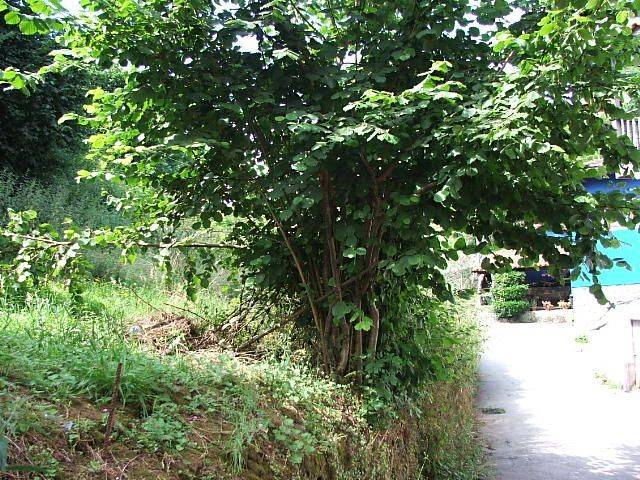 Terreno residencial en Venta en CANGAS DE ARRIBA en Cangas de Onís