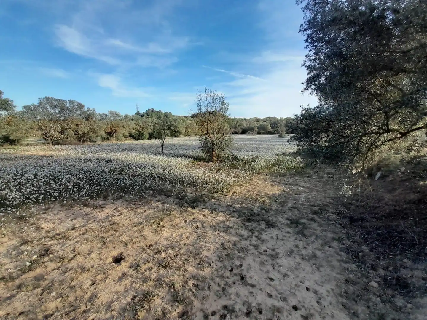 Rural land for sale in Ascó, imagen 6