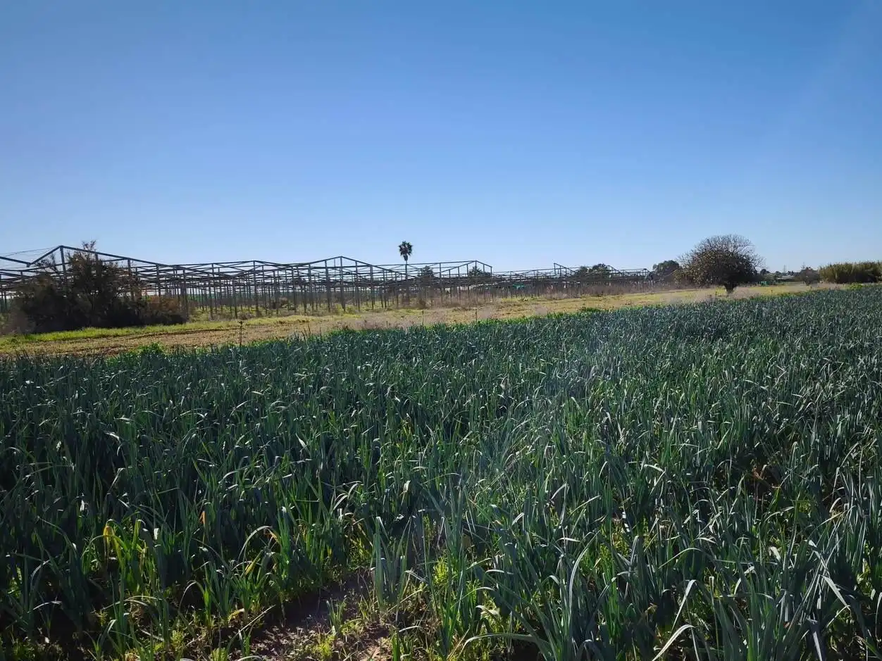 Terreno rustico in vendita a Las Tres Piedras - Costa Ballena, imagen 10