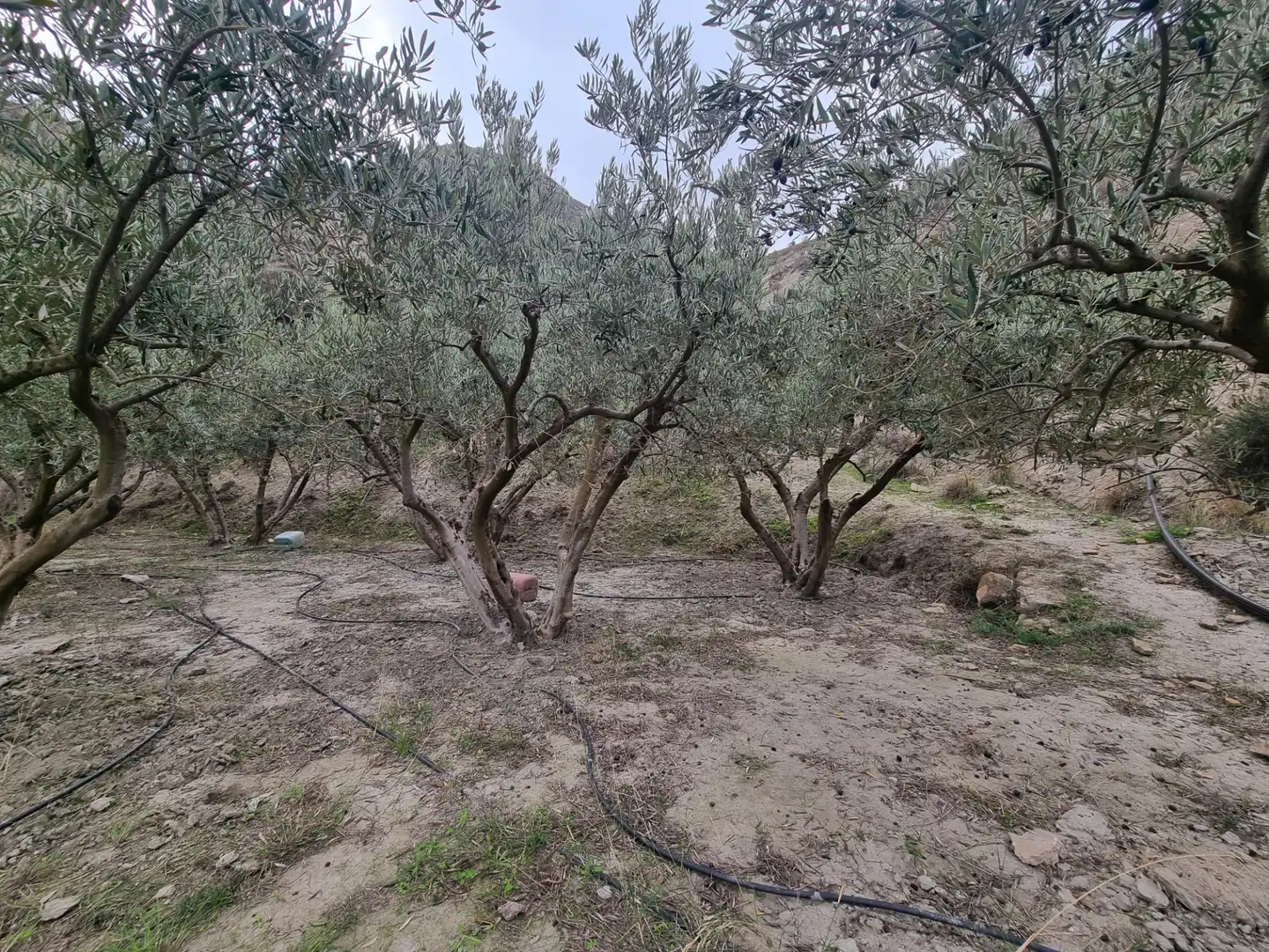 Rural land for sale in Calle Camino Ancho 4, imagen 29