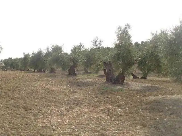Land for sale in C/ Polígono 3 y 5 , Lahiguera