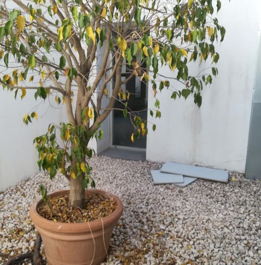 Garden of Flat for sale in Mataró