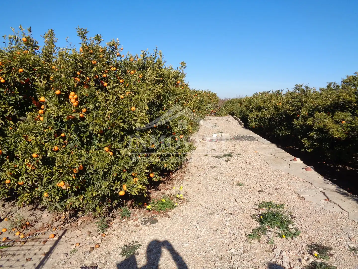 Rustikales Grundstück zum Verkauf in Algemesí, imagen 3