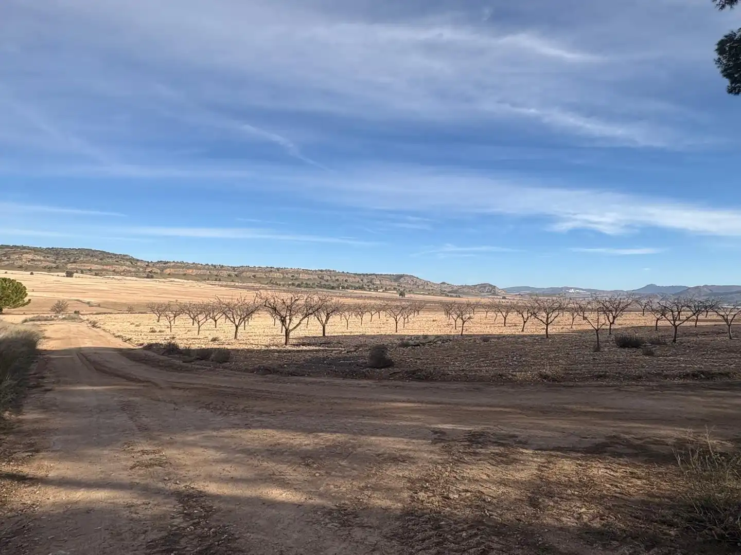 Finca rústica en venta en Ontur