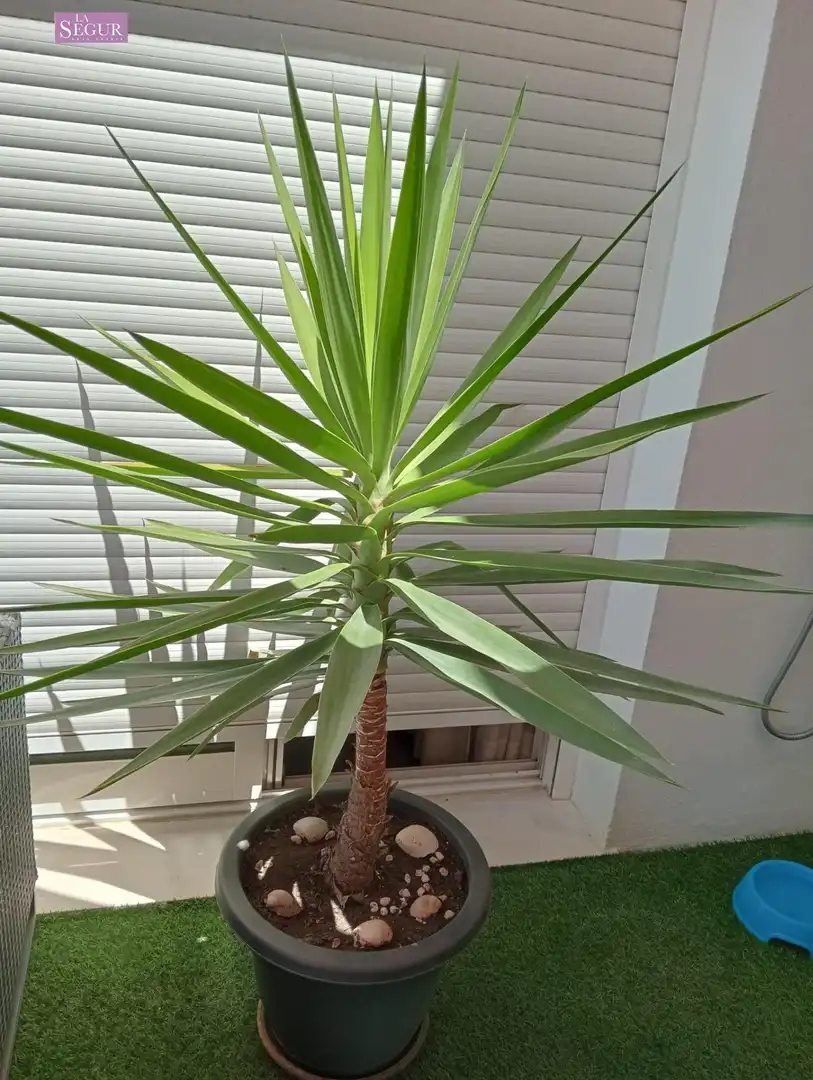 Flat with lift for sale in Conil, imagen 7