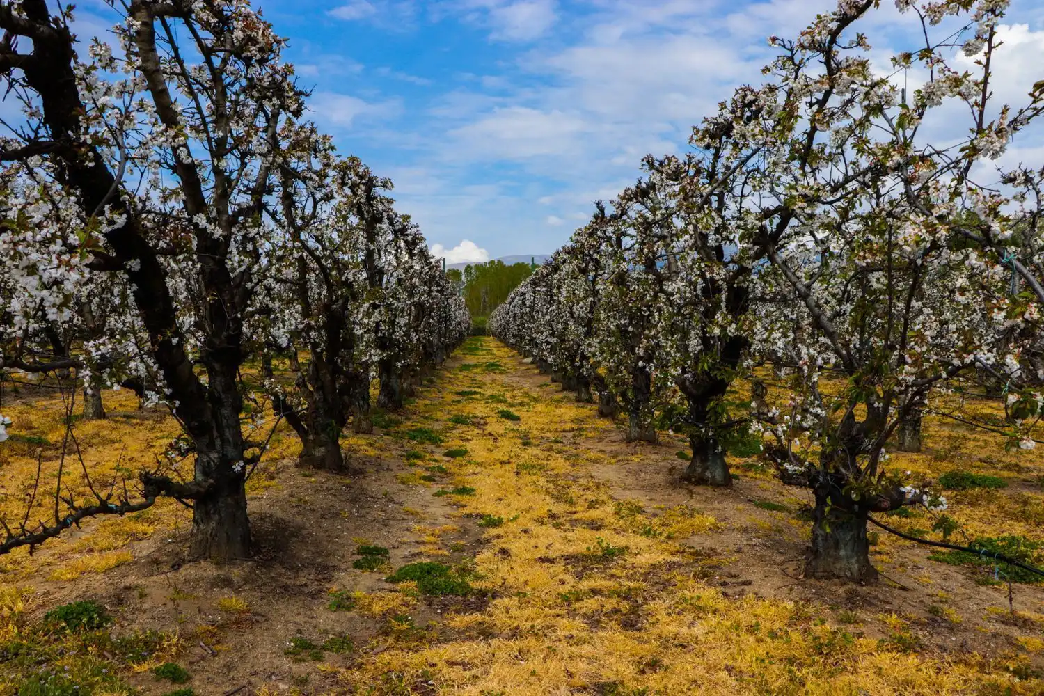 Jardí de Finca rústica en venda en Jarandilla de la Vera amb Aire condicionat, Calefacció i Jardí privat