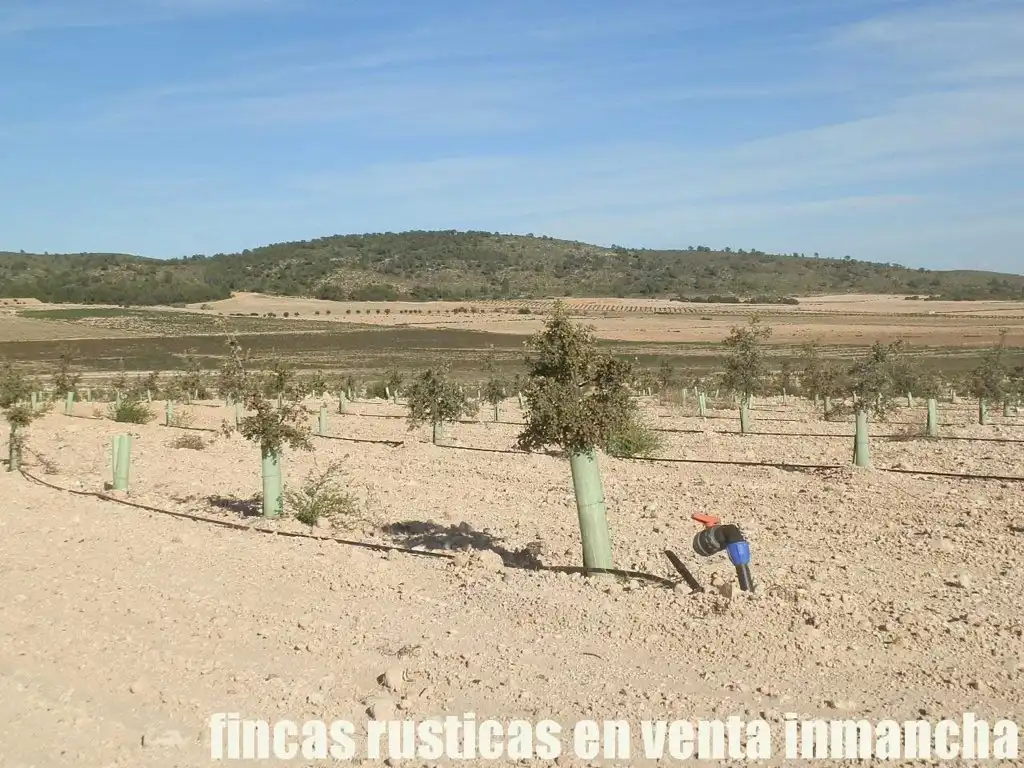 Rustikales Grundstück zum Verkauf in Jumilla, imagen 10
