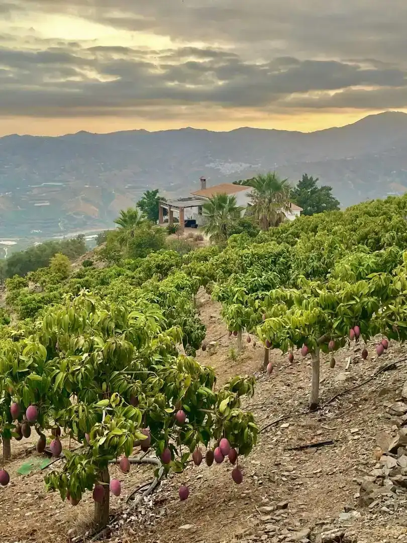 Vista exterior de Finca rústica en venda en Vélez-Málaga amb Jardí privat, Parquet i Piscina