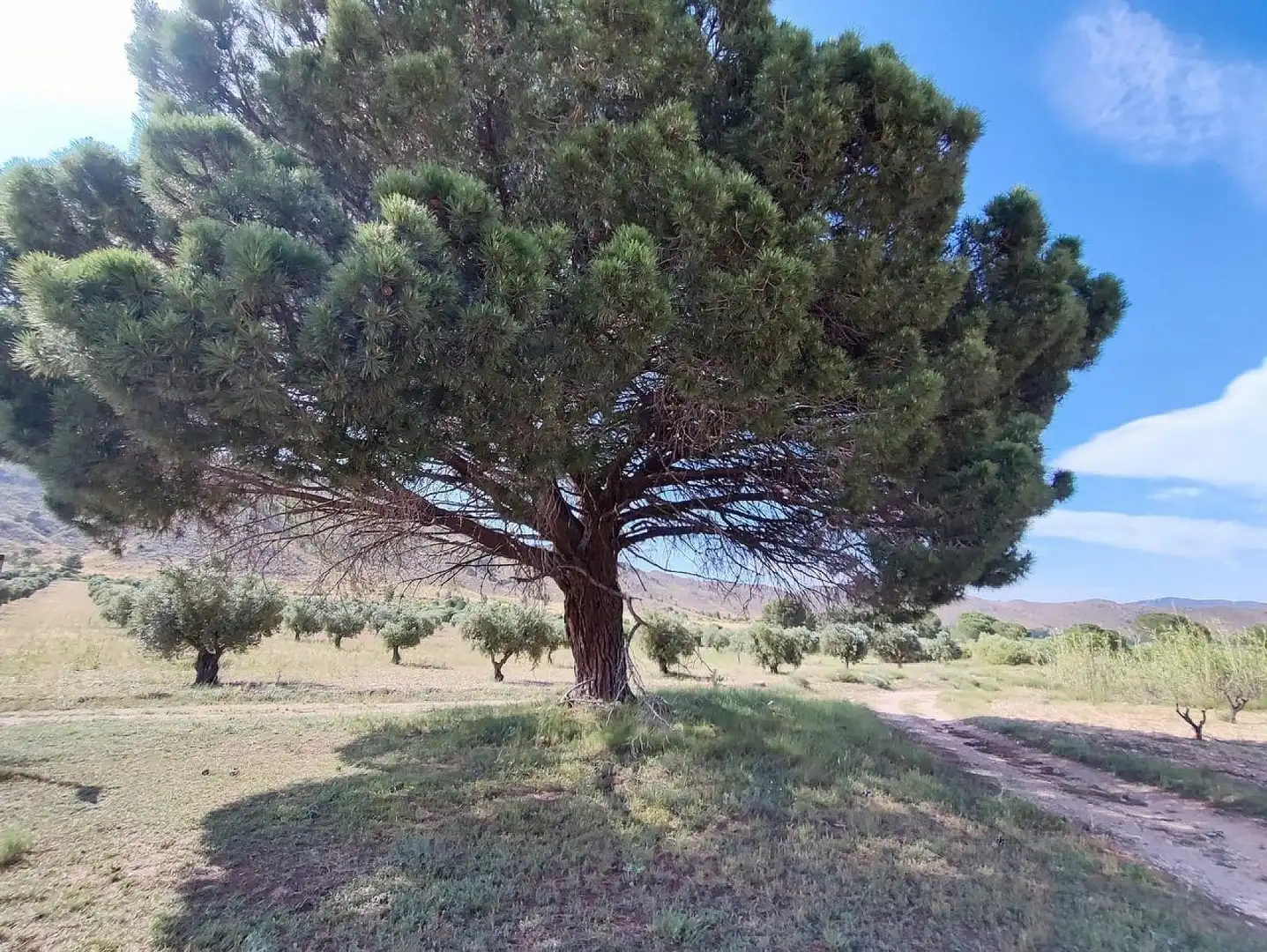 Country homes for sale in Yecla