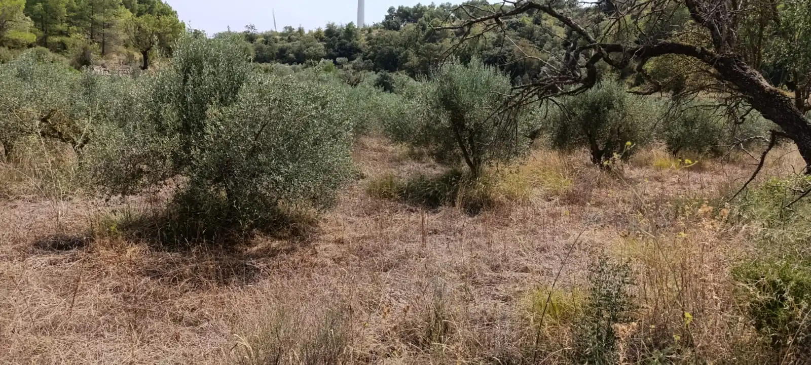 Residencial en venda en Vilalba dels Arcs