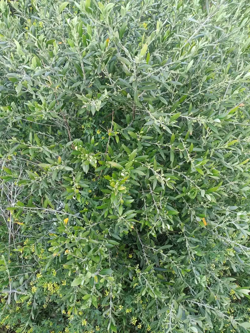 Terreni e lotti in vendita a Villaminaya
