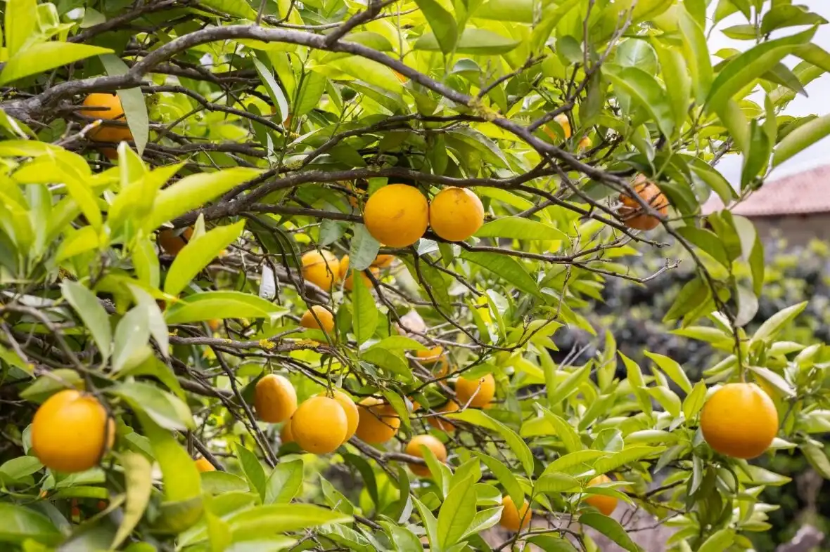 Jardí de Finca rústica en venda en La Orotava amb Terrassa